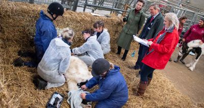 HRH The Princess Royal visits equine healthcare clinic